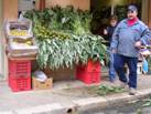 das ist �brigends unser Gem�seh�ndler in Terrasini, einem lebendigen Fischereiort in der Naehe von Palermo